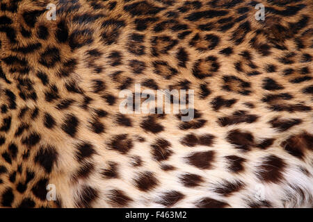 Pelle di leopardo Foto Stock