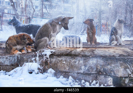 Senzatetto i cani in inverno Foto Stock