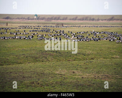 Balani Foto Stock