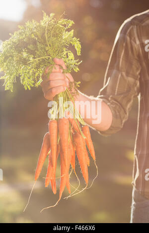 Uomo con mazzetto di carote organico Foto Stock