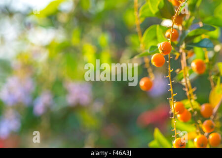 Seme di colore arancione con morbida luce solare Foto Stock