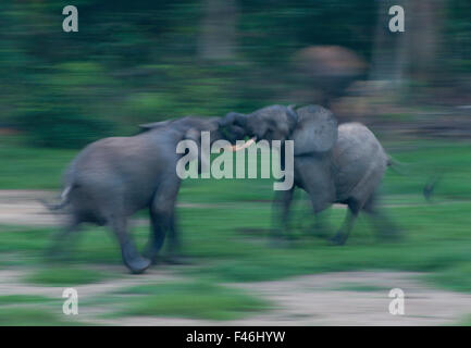 Foresta Africana elefante africano (Loxodonta africana cyclotis) tori risparmiando, movimento sfocate, Dzanga-Ndoki National Park, Repubblica Centrale Africana Foto Stock