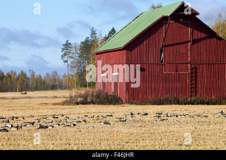 Branta leucopsis, Oche facciabianca gregge di migrazione, Finlandia Foto Stock
