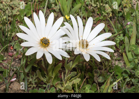 La neve o a margherita Witmagriet, Dimorphotheca nudicaulis in crescita nell'Hantam Giardino Botanico Nazionale a Nieuwoudtvile, Sud Foto Stock