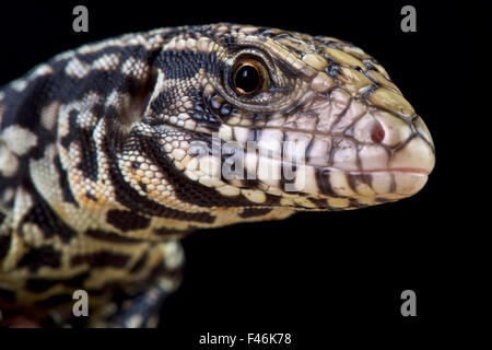 Bianco e nero tegu (Salvator merianae) Foto Stock