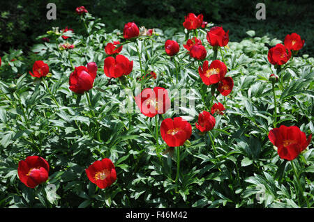 Rosso scarlatto peonia singola Foto Stock