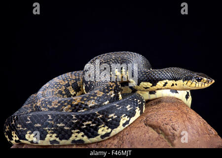 Il gigante malgascio hognose snake (Leioheterodon madagascariensis) Foto Stock