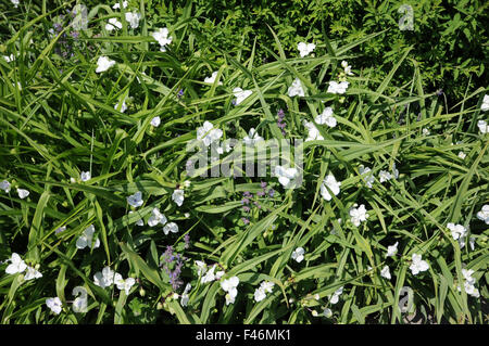 Virginian spiderwort Foto Stock