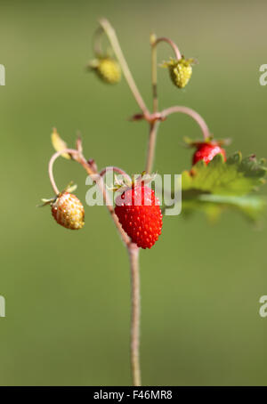 Deliziosi frutti di bosco fragola fotografato vicino fino Foto Stock