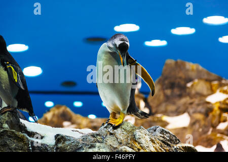 Pinguino Foto Stock