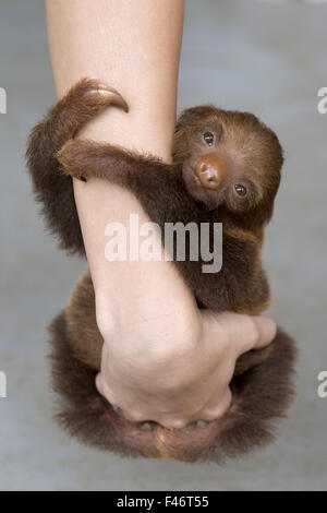 Hoffmann per le due dita bradipo (Choloepus hoffmanni) bambino orfano aggrappati alla persona di braccia, Aviarios Bradipo Santuario, Costa Rica Foto Stock