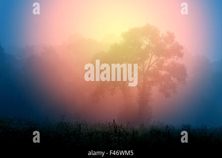 Splendida e grande albero si trova nella nebbia Foto Stock