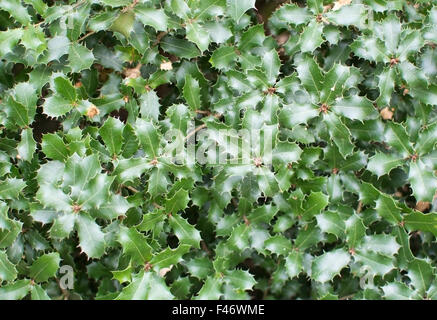 Kermes oak Quercus coccifera pungenti foglie verdi Foto Stock