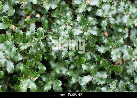 Kermes oak Quercus coccifera pungenti foglie verdi Foto Stock