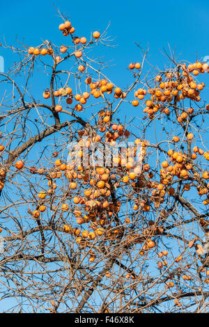 Frutti Persimmon sulla struttura ad albero Foto Stock