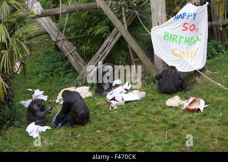 Edinburgh, Regno Unito. 15 ottobre, 2015. Cindy l'uno scimpanzé di Edinburgh Zoo ha la sua festa di compleanno. Cindy era nato il 15 ottobre 1965. Cindy è uno dei più antichi degli scimpanzé interni in gruppo di 18 alloggiato presso la pista di Budongo RZZs presso lo Zoo di Edimburgo. Pak@ Mera/Alamy Live News. Foto Stock