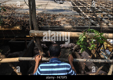 Tangerang, Indonesia. 15 ottobre, 2015. Un residente locale guarda i suini in un piggery in Tangerang, Indonesia, ad Ottobre 15, 2015. Governo della città di Tangerang spostato 24 recinti lungo il fiume Cisadane in Tangerang a causa del loro effetto negativo sull'ambiente. Credit: Veri Sanovri/Xinhua/Alamy Live News Foto Stock