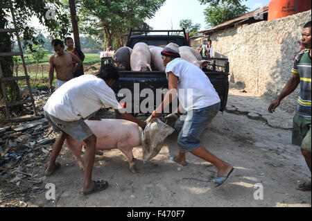 Tangerang, Indonesia. 15 ottobre, 2015. Lavoratori la cattura di un suino in Tangerang, Indonesia, ad Ottobre 15, 2015. Governo della città di Tangerang spostato 24 recinti lungo il fiume Cisadane in Tangerang a causa del loro effetto negativo sull'ambiente. Credit: Veri Sanovri/Xinhua/Alamy Live News Foto Stock