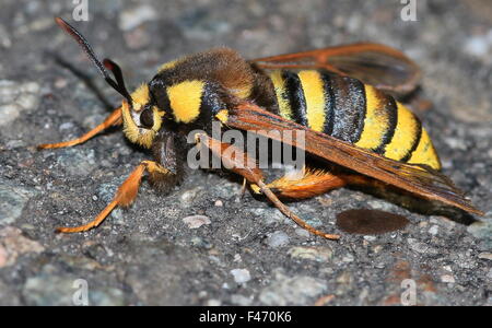 Unione Hornet moth o Hornet Clearwing (Sesia apiformis), un giorno-attiva la tignola mimare un grande bee o hornet Foto Stock