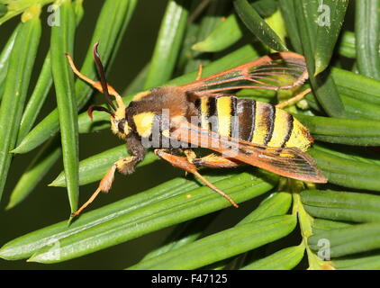 Unione Hornet moth o Hornet Clearwing (Sesia apiformis), un giorno-attiva la tignola mimare un grande bee o hornet Foto Stock