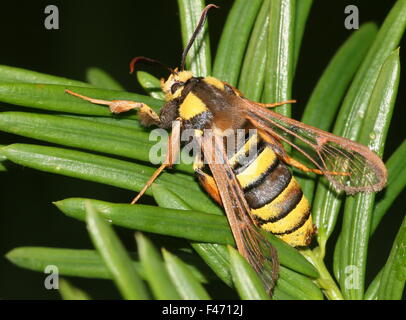 Unione Hornet moth o Hornet Clearwing (Sesia apiformis), un giorno-attiva la tignola mimare un grande bee o hornet Foto Stock