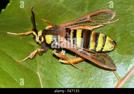 Unione Hornet moth o Hornet Clearwing (Sesia apiformis), un giorno-attiva la tignola mimare un grande bee o hornet Foto Stock