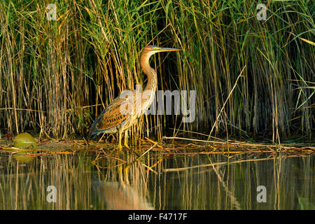 Airone rosso (Ardea purpurea) in piedi accanto a canne, il cantone di Neuchâtel, Svizzera Foto Stock