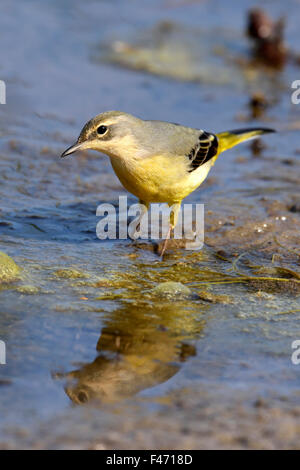 Wagtail grigio (Motacilla cinerea), in piedi in acqua, il cantone di Neuchâtel, Svizzera Foto Stock