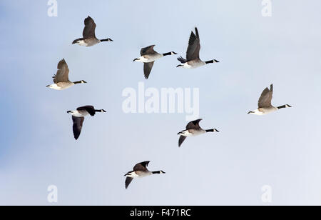 Oche del Canada (Branta canadensis) in volo, uccelli migratori, cielo blu, Jasmund, Rügen, Meclemburgo-Pomerania, Germania Foto Stock