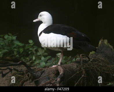 Australasian Radjah Shelduck (Tadorna radjah), a.k.a Raja o nero shelduck sostenuta. Foto Stock