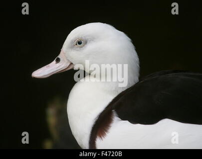 Primo piano di una Australasian Radjah Shelduck (Tadorna radjah), visto di profilo. Raja A.k.a o nero shelduck sostenuta. Foto Stock