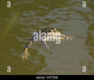 Rana verde, anche acqua comune rana o la rana verde (Rana esculenta) nuoto, Renania settentrionale-Vestfalia, Germania Foto Stock