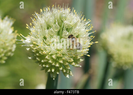 Cipolla Foto Stock