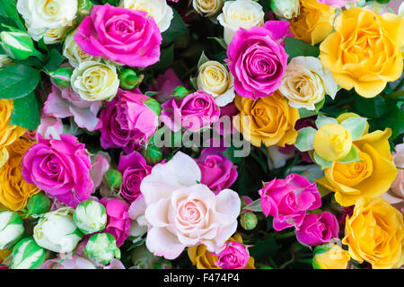 Fresche Rose colorata con foglie di colore verde Foto Stock