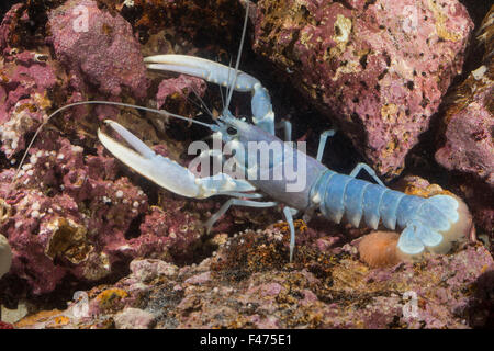 Aragosta comune, europea artigliato aragosta, Maine lobster, Europäischer Hummer, Homarus gammarus, Homarus vulgaris Foto Stock