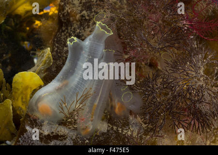 Mare, VASE, VASE tunicate, giallo mare squirt, Schlauch-Seescheide, Schlauchascidie, Schlauch-Ascidie, Ciona intestinalis Foto Stock