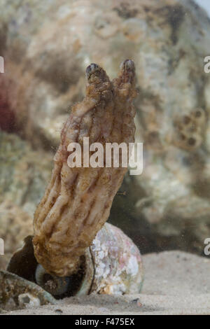 Sgambate Sea Squirt, mare asiatico squirt, mare mosso squirt, piegato seasquirt, Ostasiatische Seescheide, Falten-Ascidie, Styela clava Foto Stock