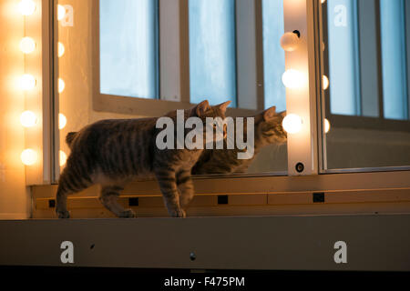 Chase, American bobtail cat, dietro le quinte di Westchester Cat Show, NY. Foto Stock