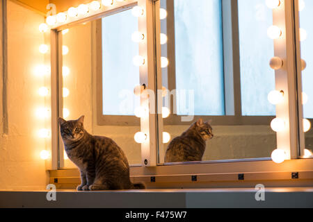 Chase, American bobtail cat, dietro le quinte di Westchester Cat Show, NY. Foto Stock