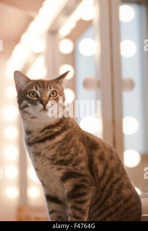 Chase, American bobtail cat, dietro le quinte di Westchester Cat Show, NY. Foto Stock