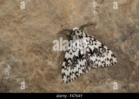 Archi nero, nun moth, maschio, Nonne, Männchen, Lymantria monacha, la nonne, Noctuidae, Eulenfalter Foto Stock