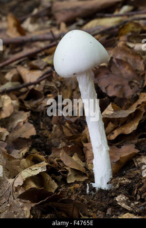 Unione angelo distruttore, Kegelhütiger Knollenblätterpilz, Spitzhütiger, Weißer Amanita virosa, Amanitina virosa, tödlich Foto Stock