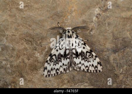 Archi nero, nun moth, maschio, Nonne, Männchen, Lymantria monacha, la nonne, Noctuidae, Eulenfalter Foto Stock