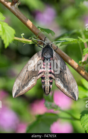 Ligustro hawkmoth, Ligustro Hawk-moth, Ligustro Hawk Moth, Ligusterschwärmer, Liguster-Schwärmer Sphinx ligustri, Le Sphinx du troène Foto Stock