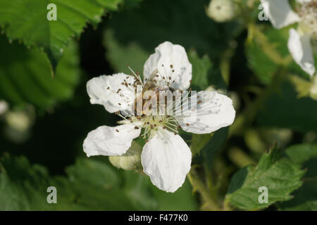 BlackBerry Foto Stock