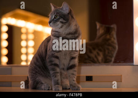 Chase, American bobtail cat, dietro le quinte di Westchester Cat Show, NY. Foto Stock