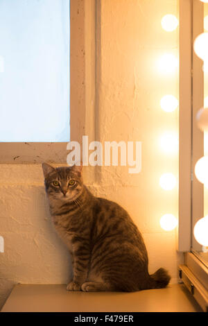 Chase, American bobtail cat, dietro le quinte di Westchester Cat Show, NY. Foto Stock