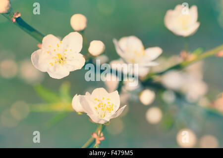 Molla bianca fioritura fiori di primavera Foto Stock