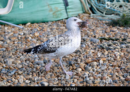 Aringa immaturi gabbiano (Larus argentatus) con un intero dead passera di mare nella sua bocca, Hastings beach, Inghilterra - Ottobre Foto Stock