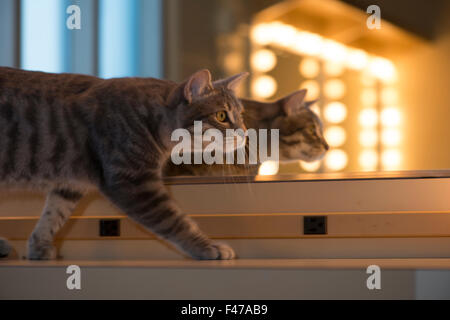 Chase, American bobtail cat, dietro le quinte di Westchester Cat Show, NY. Foto Stock